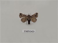 藏品(三角斑刺蛾)的圖片